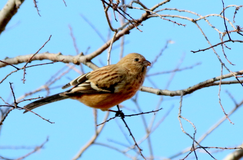 f:id:digibirds:20150213090652j:image f:id:digibirds:20150213090652j:image