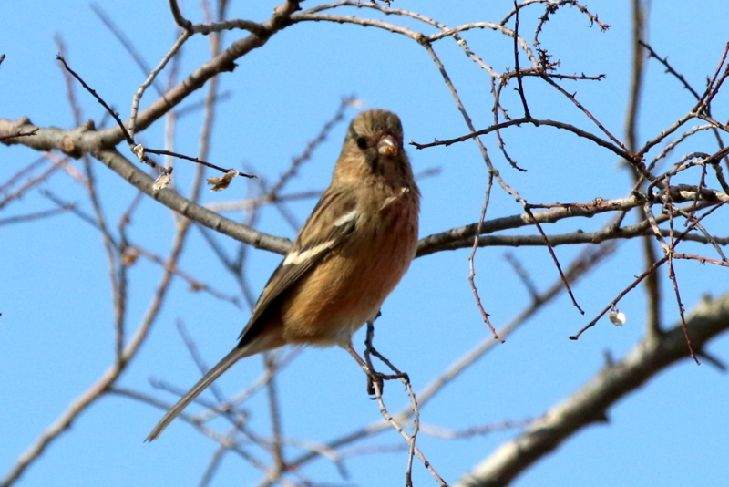 f:id:digibirds:20150213090655j:image f:id:digibirds:20150213090655j:image