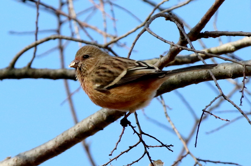 f:id:digibirds:20150213090659j:image f:id:digibirds:20150213090659j:image