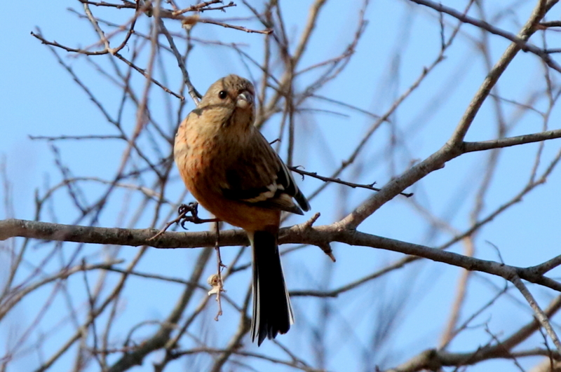 f:id:digibirds:20150213090705j:image f:id:digibirds:20150213090705j:image