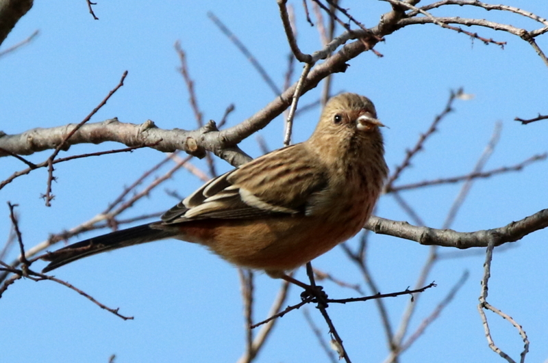 f:id:digibirds:20150213090708j:image f:id:digibirds:20150213090708j:image