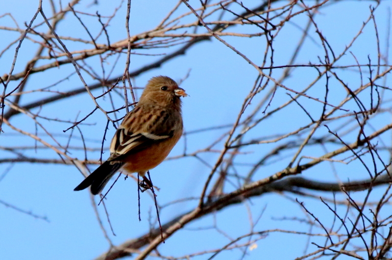 f:id:digibirds:20150213090711j:image f:id:digibirds:20150213090711j:image