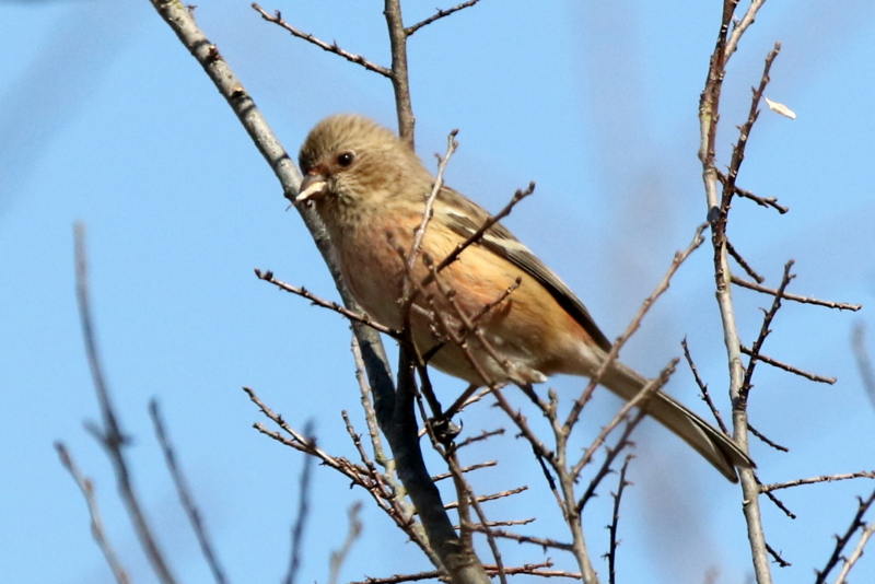 f:id:digibirds:20150213090836j:image f:id:digibirds:20150213090836j:image