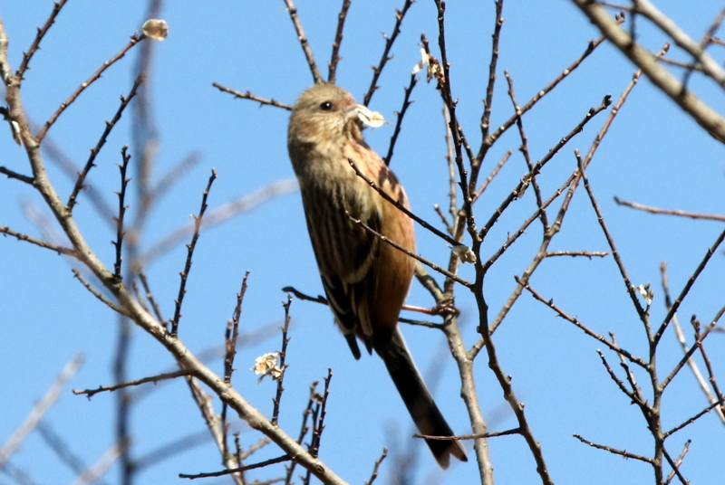 f:id:digibirds:20150213090841j:image f:id:digibirds:20150213090841j:image