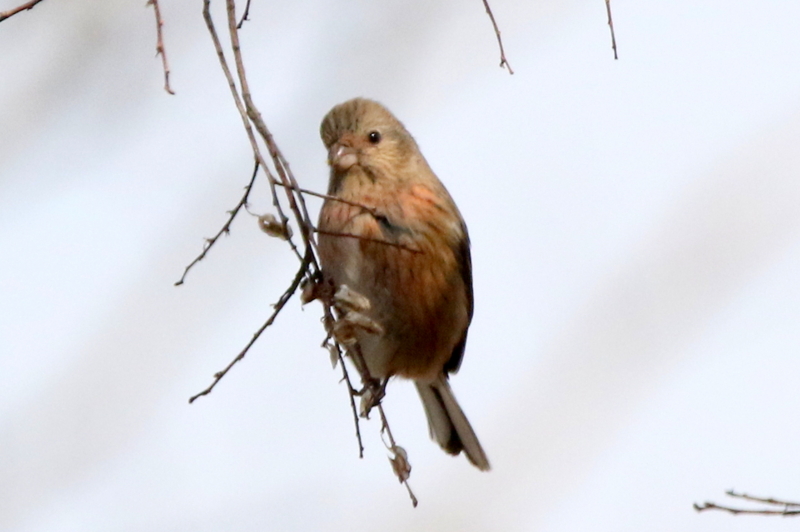 f:id:digibirds:20150213090846j:image f:id:digibirds:20150213090846j:image