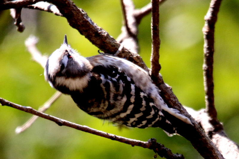 f:id:digibirds:20150214183556j:image