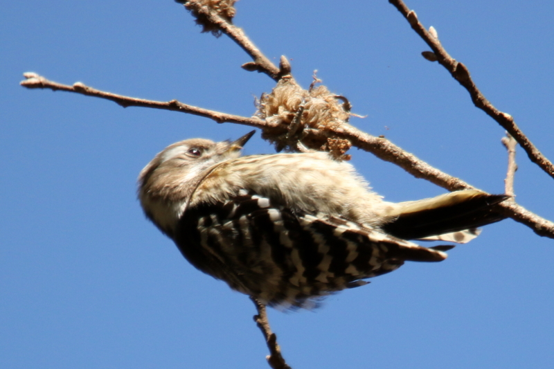 f:id:digibirds:20150214183605j:image