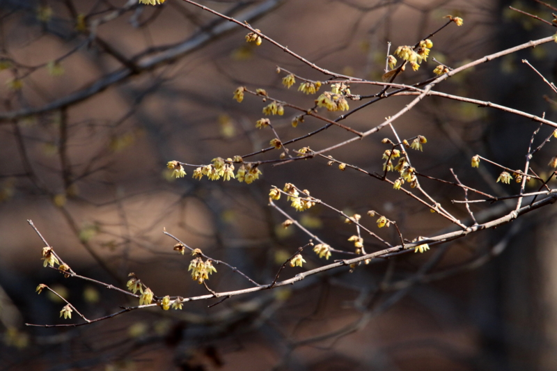 f:id:digibirds:20150214183613j:image