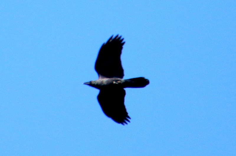 f:id:digibirds:20150214200046j:image