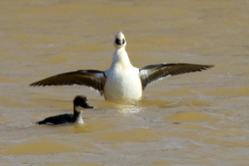 f:id:digibirds:20150215220222j:image
