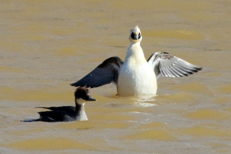 f:id:digibirds:20150215220227j:image