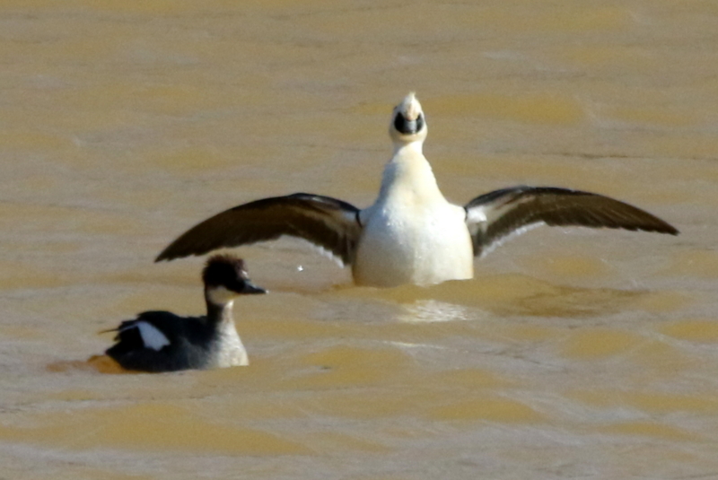 f:id:digibirds:20150215220229j:image