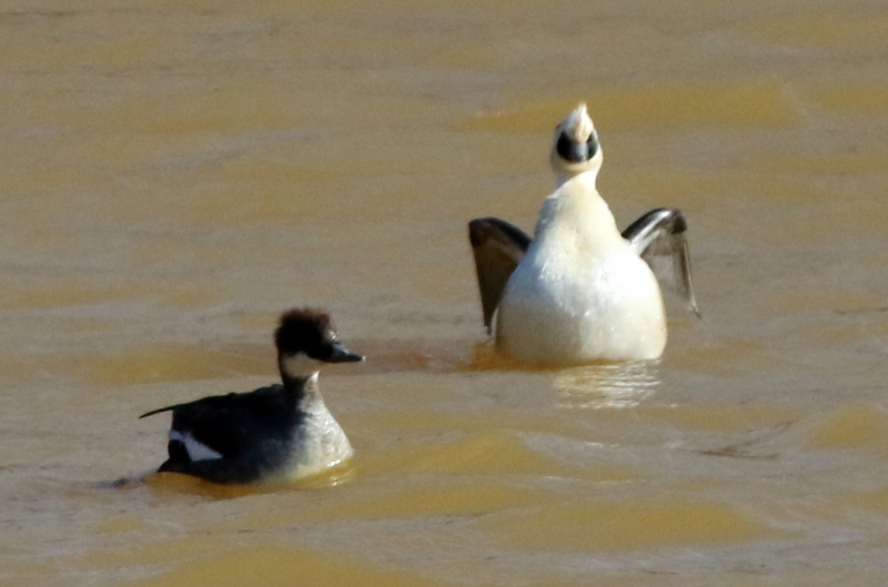 f:id:digibirds:20150215220232j:image