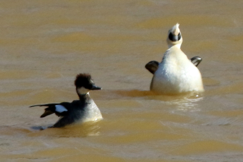 f:id:digibirds:20150215220235j:image