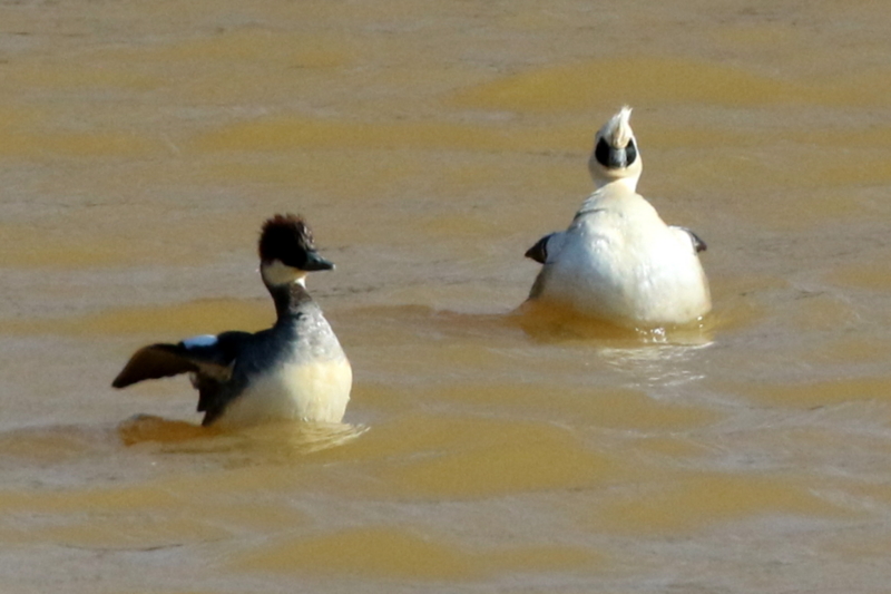 f:id:digibirds:20150215220237j:image