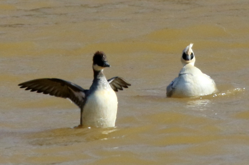 f:id:digibirds:20150215220239j:image