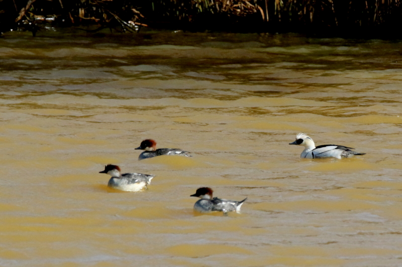 f:id:digibirds:20150215222218j:image