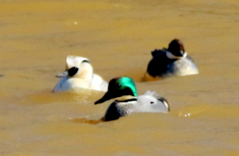 f:id:digibirds:20150218182110j:image