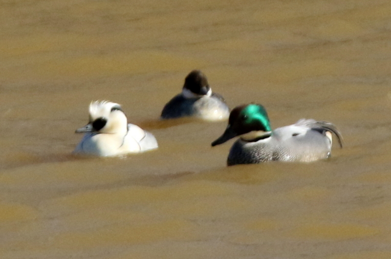 f:id:digibirds:20150218182112j:image