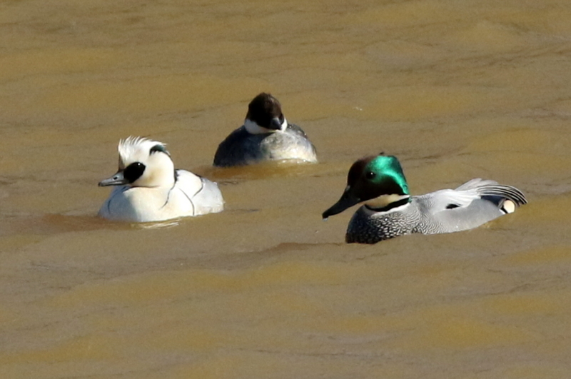 f:id:digibirds:20150218182113j:image
