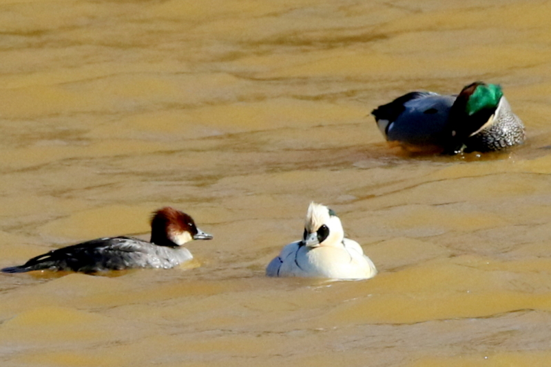 f:id:digibirds:20150218182117j:image