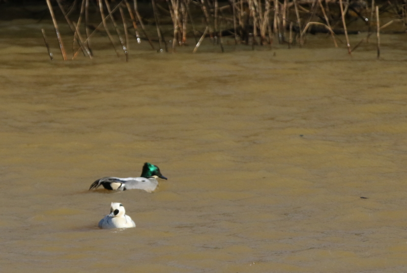 f:id:digibirds:20150218182125j:image