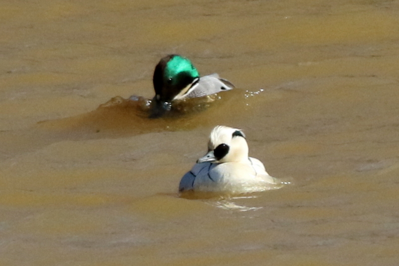 f:id:digibirds:20150218182527j:image