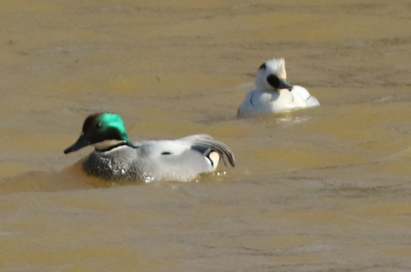 f:id:digibirds:20150218182535j:image