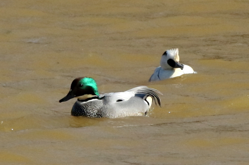 f:id:digibirds:20150218182537j:image
