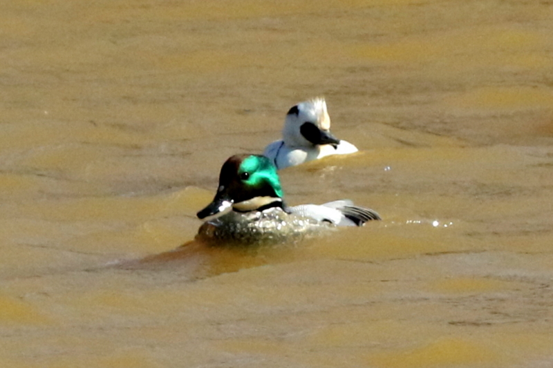 f:id:digibirds:20150218182539j:image