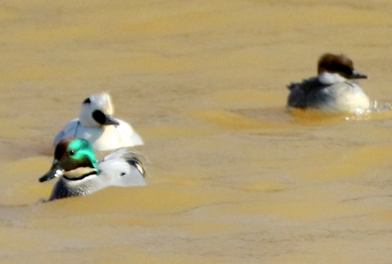 f:id:digibirds:20150218182541j:image