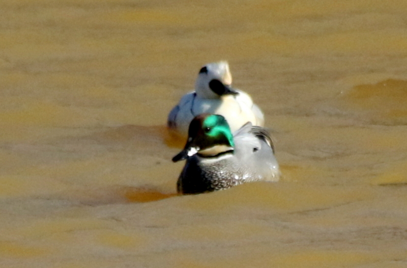 f:id:digibirds:20150218182546j:image