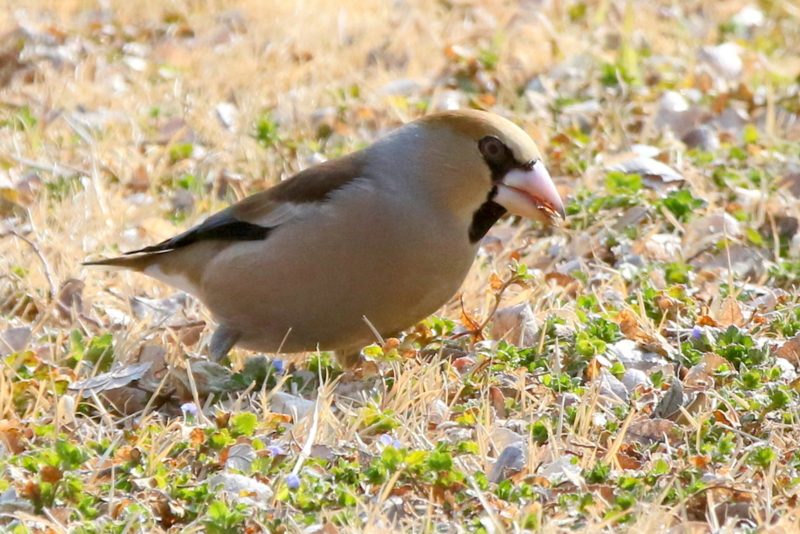 f:id:digibirds:20150219011459j:image