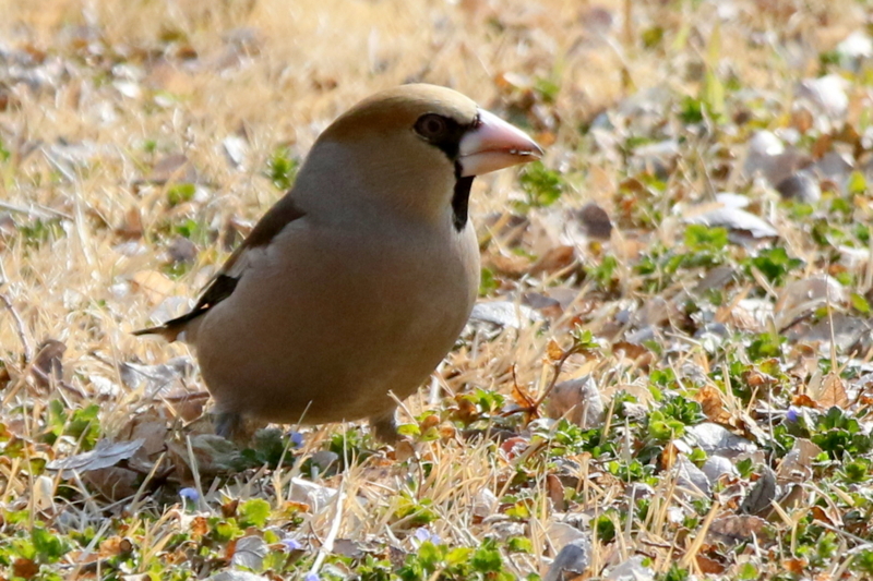 f:id:digibirds:20150219011503j:image