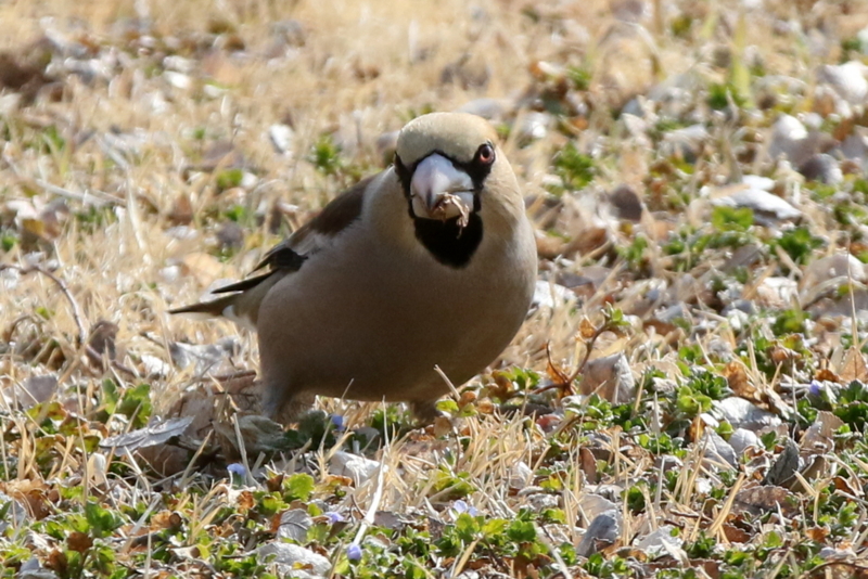 f:id:digibirds:20150219011507j:image