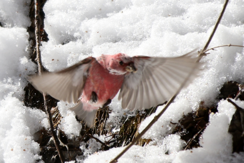 f:id:digibirds:20150219193842j:image f:id:digibirds:20150219193842j:image
