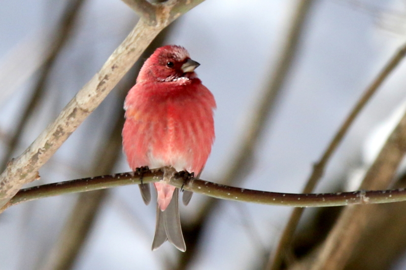 f:id:digibirds:20150219193851j:image f:id:digibirds:20150219193851j:image