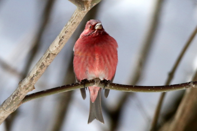 f:id:digibirds:20150219193855j:image f:id:digibirds:20150219193855j:image