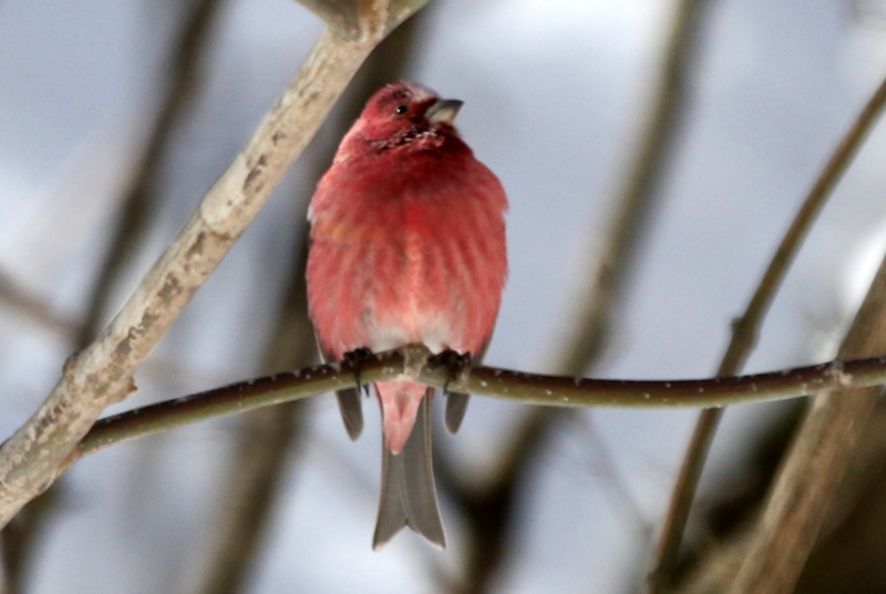 f:id:digibirds:20150219193858j:image f:id:digibirds:20150219193858j:image