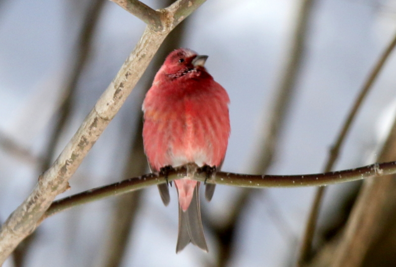 f:id:digibirds:20150219193901j:image f:id:digibirds:20150219193901j:image