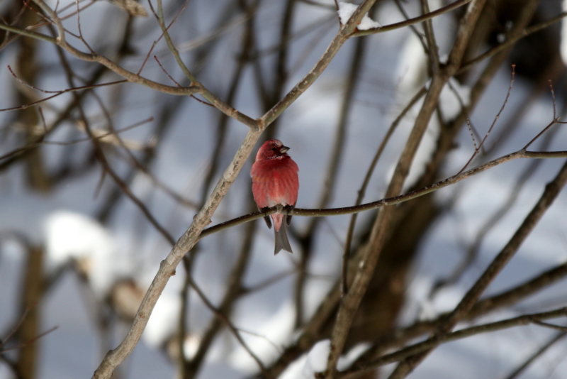 f:id:digibirds:20150219193904j:image f:id:digibirds:20150219193904j:image