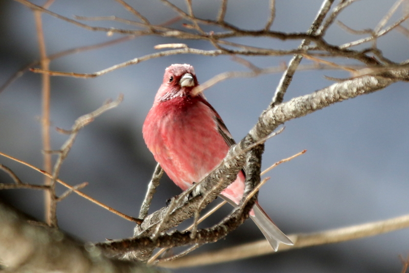 f:id:digibirds:20150219194343j:image f:id:digibirds:20150219194343j:image