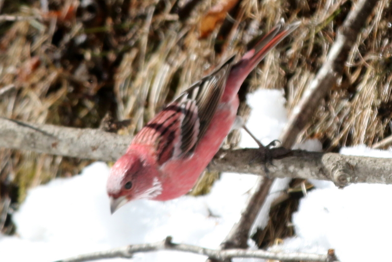 f:id:digibirds:20150219201318j:image f:id:digibirds:20150219201318j:image