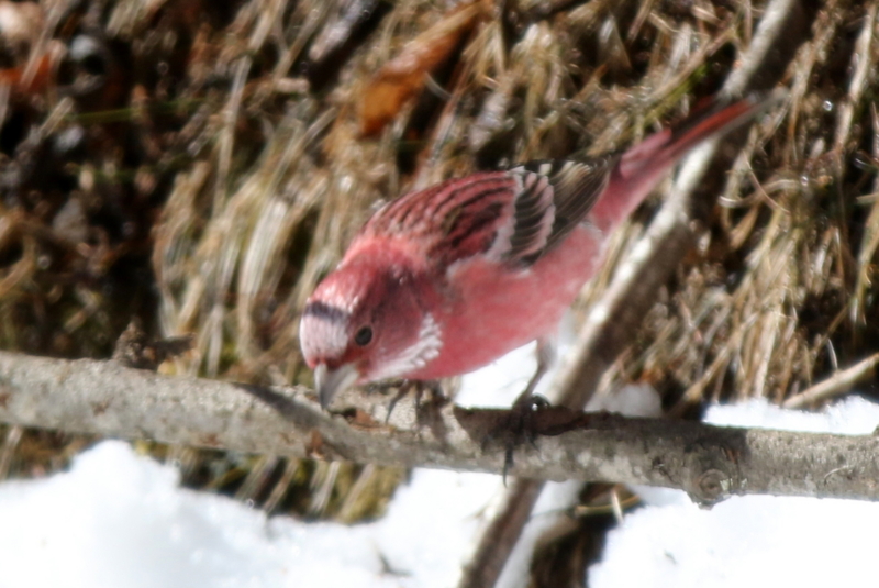 f:id:digibirds:20150219201322j:image f:id:digibirds:20150219201322j:image