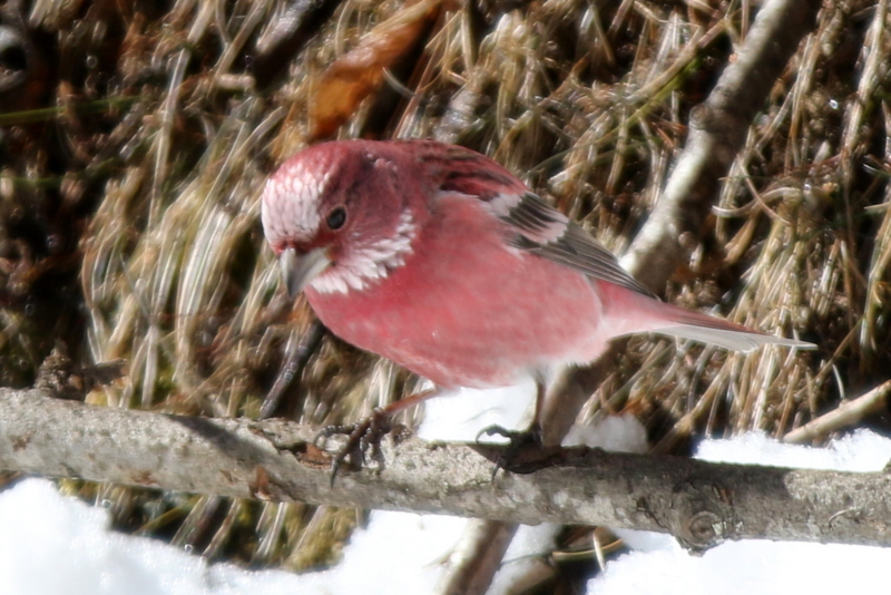 f:id:digibirds:20150219201324j:image f:id:digibirds:20150219201324j:image