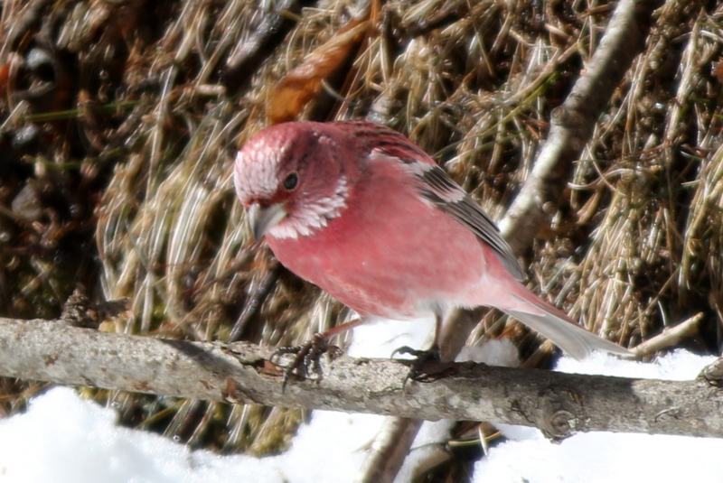 f:id:digibirds:20150219201327j:image f:id:digibirds:20150219201327j:image