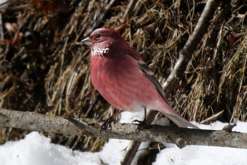 f:id:digibirds:20150219201330j:image f:id:digibirds:20150219201330j:image