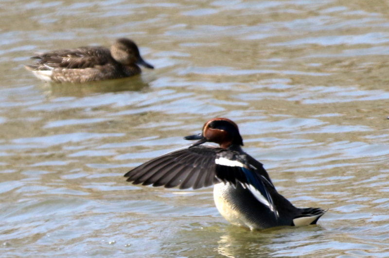 f:id:digibirds:20150221231808j:image