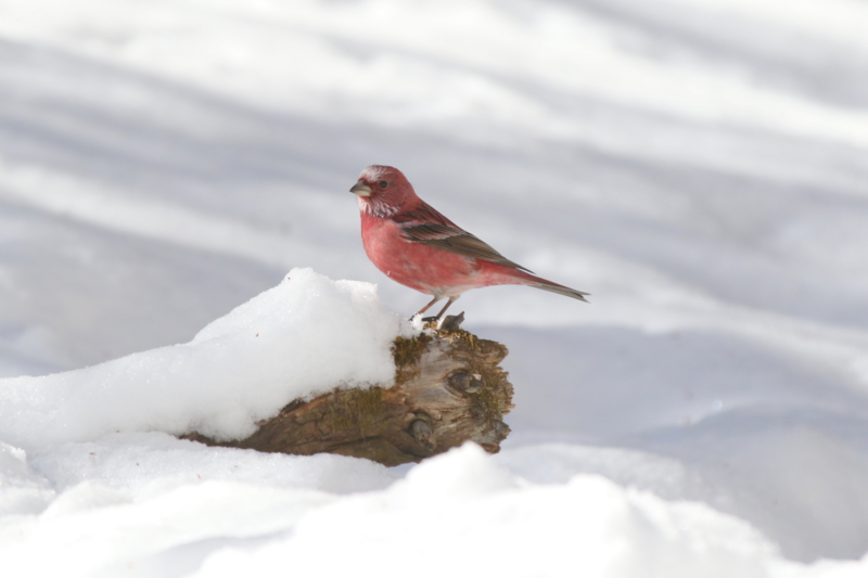 f:id:digibirds:20150222200648j:image