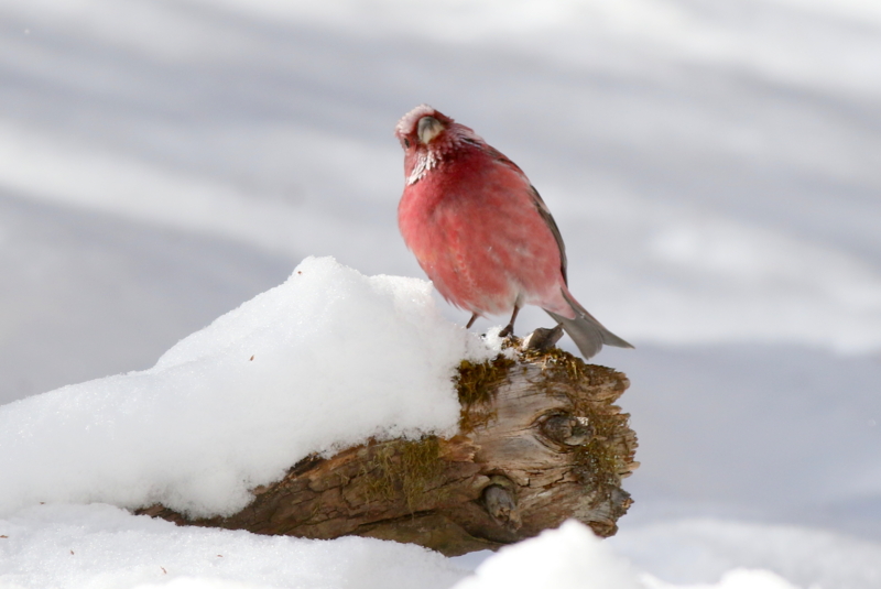 f:id:digibirds:20150222200704j:image
